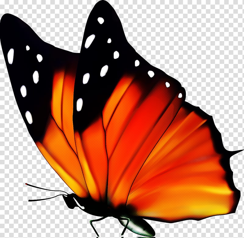 Monarch butterfly, Moths And Butterflies, Cynthia Subgenus, Insect, Brushfooted Butterfly, Pollinator, Orange transparent background PNG clipart