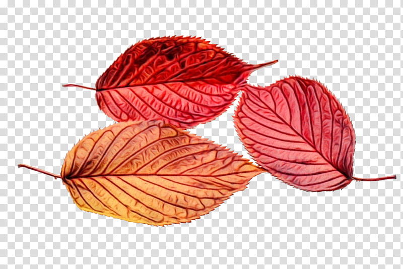 Autumn Tree, Leaf, Autumn Leaf Color, Red, Thread, Plant, Anthurium, Wool transparent background PNG clipart