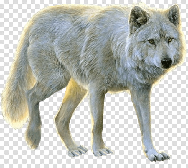 Wolf, Arctic Wolf, Aniu, Dog, RED Fox, Alaskan Tundra Wolf, Black Wolf, Pack transparent background PNG clipart