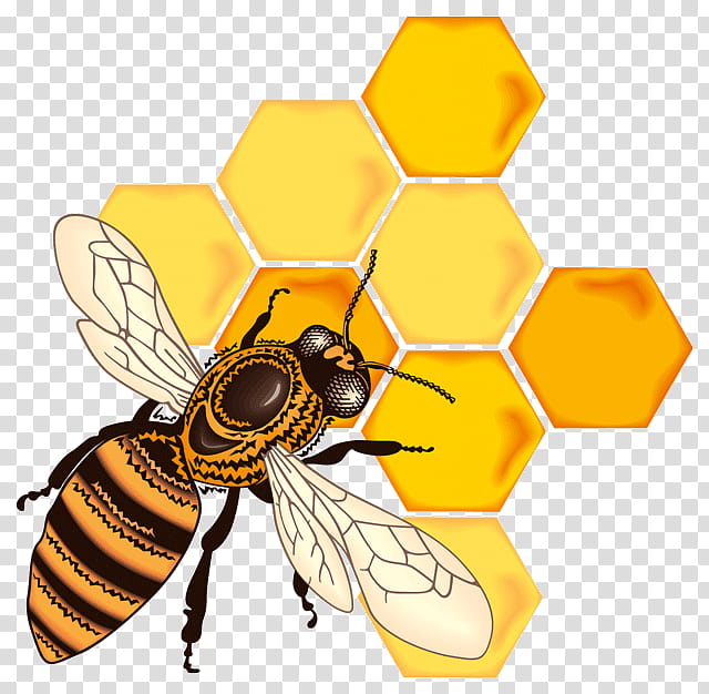 Bee, Honeycomb, Honey Bee, Savior Of The Honey Feast Day, Beehive, Cocktail, Lekach, Food transparent background PNG clipart