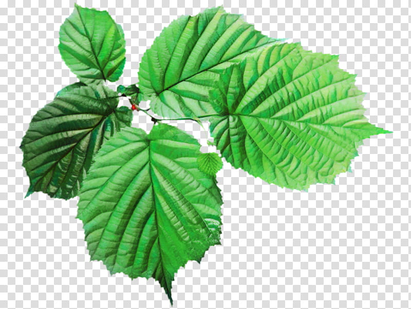 Green Leaf Logo, Sticker, Green Leaf Leaves, Plant, Flower, Tree, Woody Plant, Swamp Birch transparent background PNG clipart