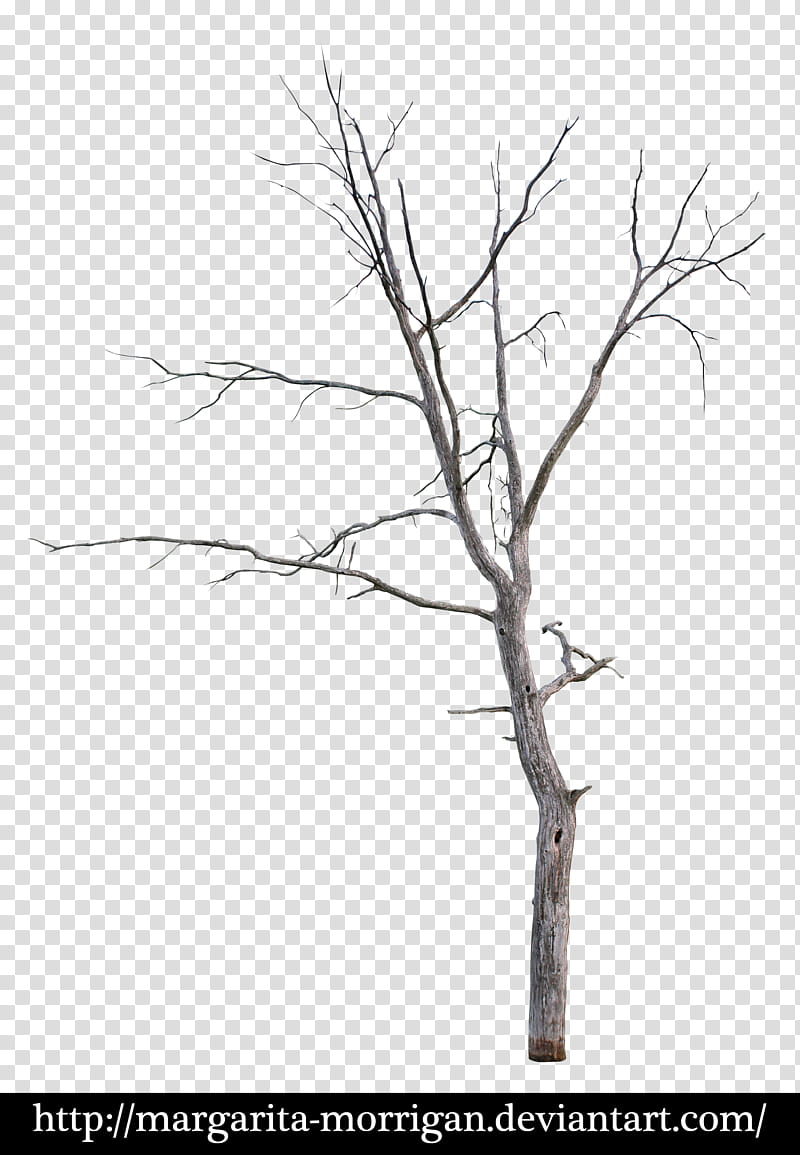 dead tree, brown bare tree transparent background PNG clipart