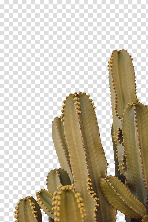 Cactus , green cactus plant transparent background PNG clipart