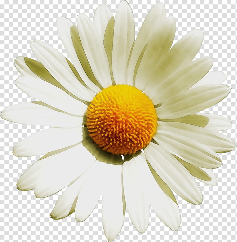 Daisy, Watercolor, Paint, Wet Ink, Flower, Mayweed, White, Petal transparent background PNG clipart