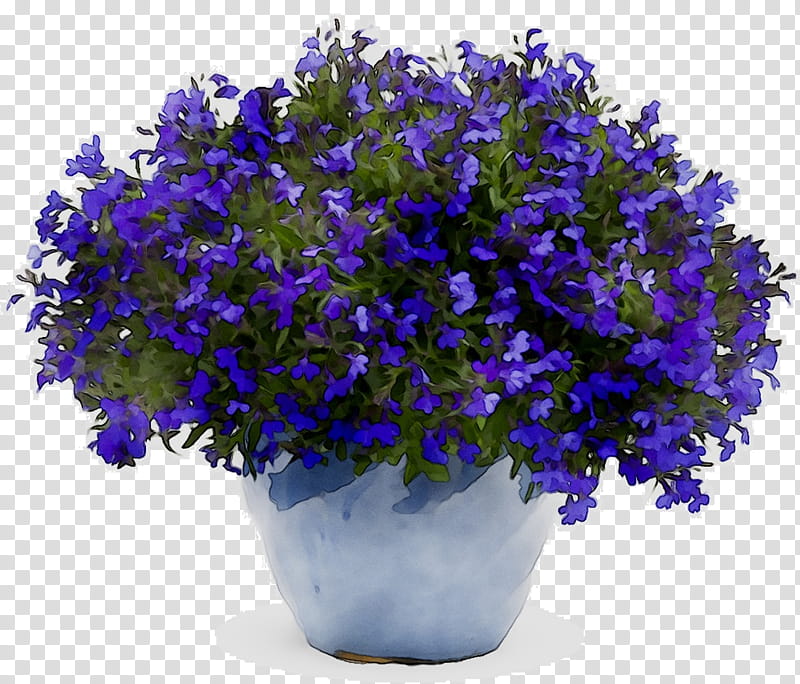 Lavender, Proven Winners, Seed, Garden, Lacy Phacelia, Plants, Blue Cardinal Flower, Hanging Basket transparent background PNG clipart