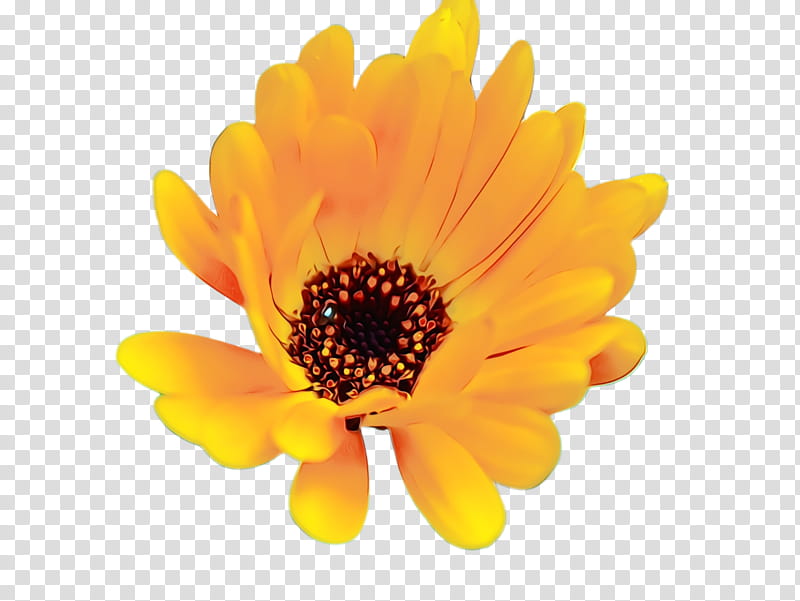 Blossom Flower, Marigold, Bloom, Flora, Chrysanthemum, Transvaal Daisy, Yellow, Pot Marigold transparent background PNG clipart