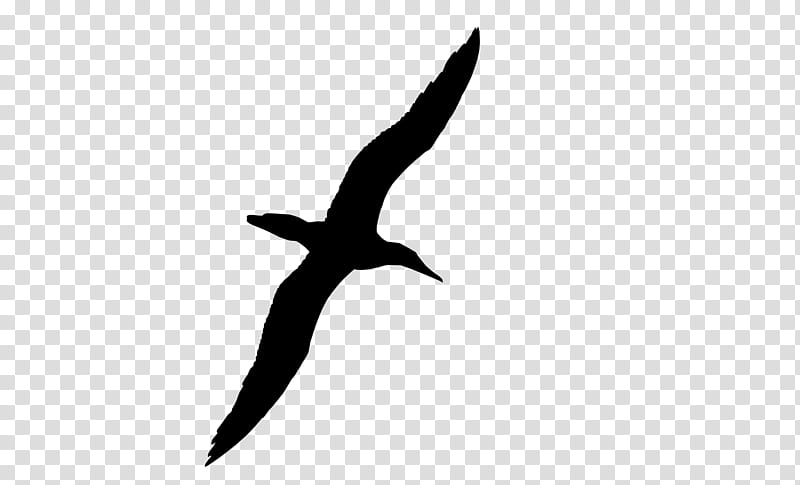 Bird Silhouette, Beak, Line, Seabird, Sky, Gull, Kite, Wing transparent background PNG clipart