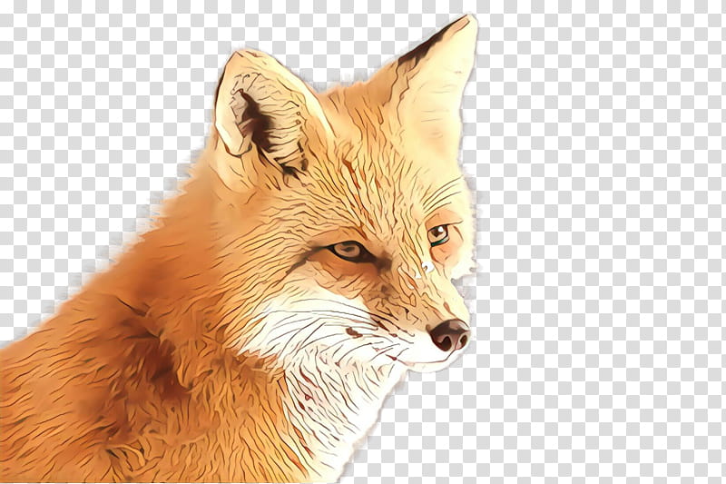 red fox fox fennec fox wildlife swift fox, Snout transparent background PNG clipart