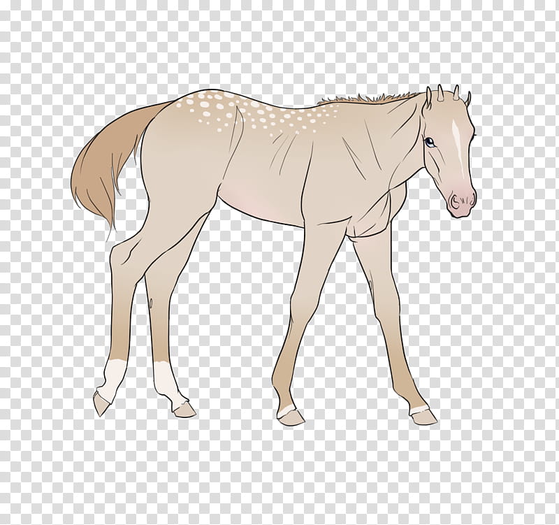 Gift Foal for RoyalHart EC, beige horse illustration transparent background PNG clipart