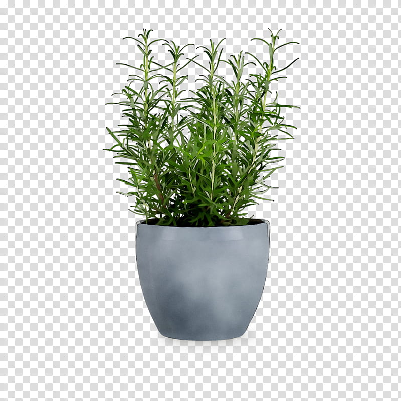 Green Grass, Flowerpot, Vase, Houseplant, Flowerpot Gardening, Ceramic Flower Pot, Plate, Rosendahl transparent background PNG clipart