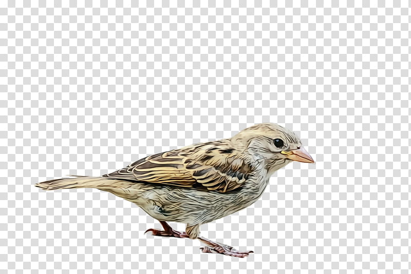 bird house sparrow beak sparrow song sparrow, Watercolor, Paint, Wet Ink, Songbird, Perching Bird, Finch, Lark transparent background PNG clipart