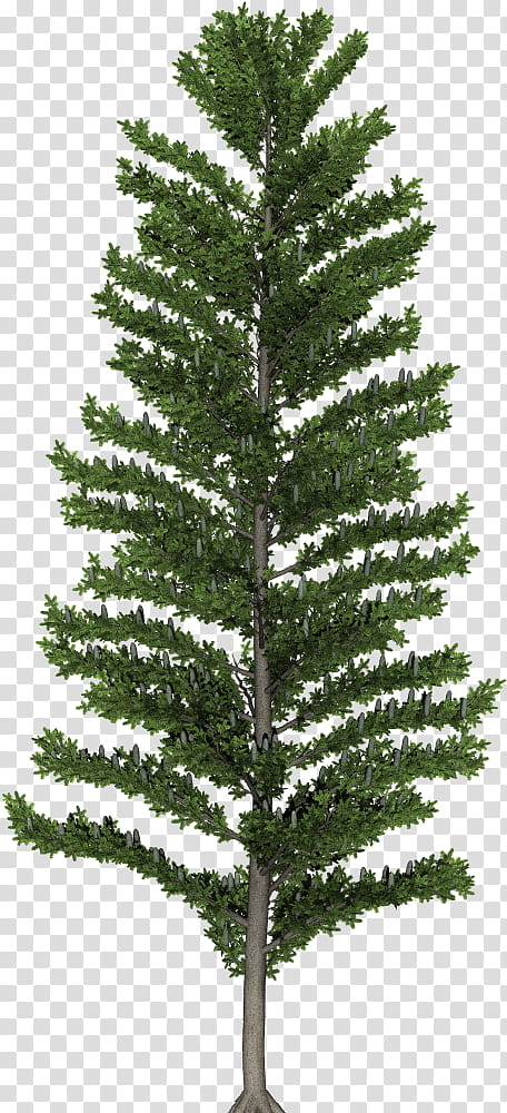 Christmas Tree Branch, Spruce, Fir, Pine, Larch, Sprucefir Forests, Temperate Coniferous Forest, Conifers transparent background PNG clipart