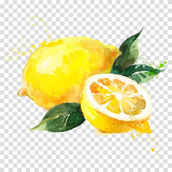 Lemon Drawing, Watercolor Painting, Citrus, Fruit, Citric Acid, Food, Yellow, Citron transparent background PNG clipart