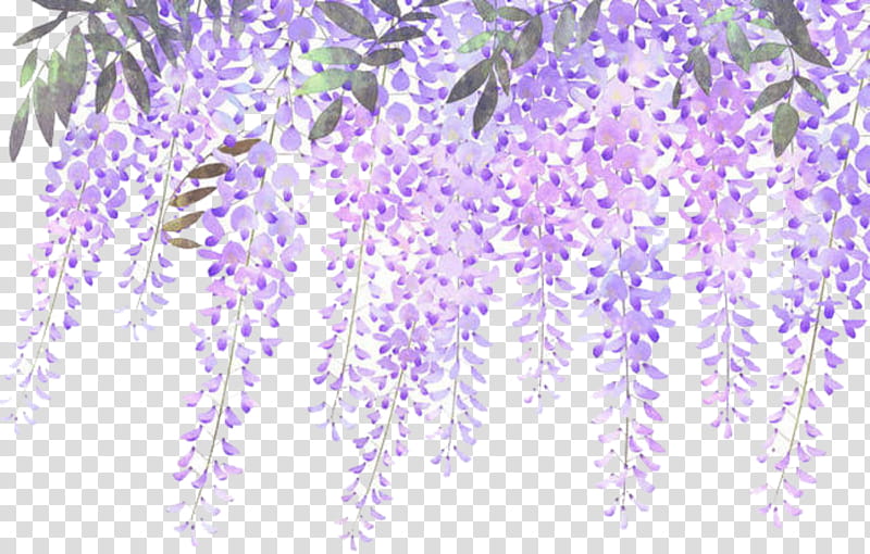 Floral Flower, Floral Design, Lilac, Lavender, Flower Bouquet, Violet, Drawing, English Lavender transparent background PNG clipart