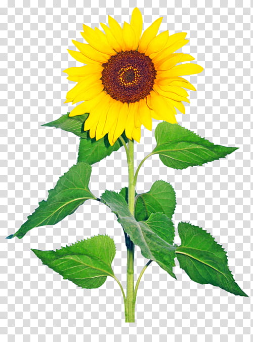 New s, sunflower transparent background PNG clipart | HiClipart