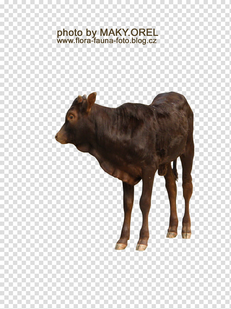 SET Watusi herd, black cattle with text overlay transparent background PNG clipart