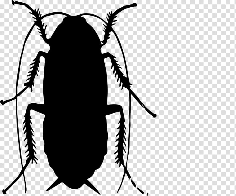 Cockroach, Insect, Pest, Fly, Pest Control, Flea, Bedbug, Animal transparent background PNG clipart