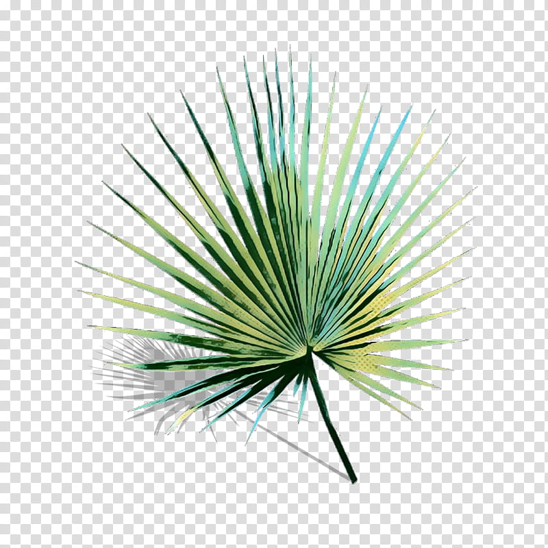 Palm Tree, Pop Art, Retro, Vintage, Saw Palmetto, Palm Trees, Saw Palmetto Extract, Line transparent background PNG clipart