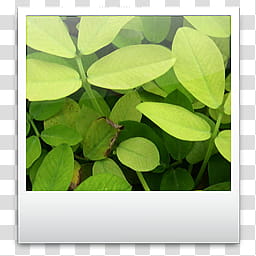 Exempli Gratia, Toolbar s, green and black leaf plant transparent background PNG clipart
