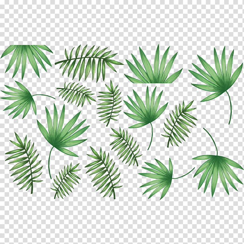 Coconut Tree, Palm Trees, Sticker, Palm Branch, Leaf, Wall Decal, Zimmerpalme, Rhapis Excelsa transparent background PNG clipart