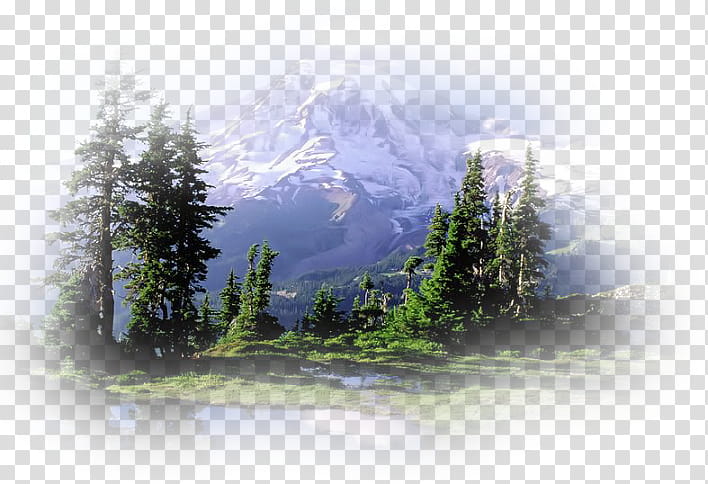 Family Tree, Mount Rainier, Snow Lake, North Cascades National Park, Mountain, Campsite, Volcano, Pacific Northwest transparent background PNG clipart