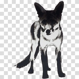 cute animals II, gray and white fox clip ar transparent background PNG clipart