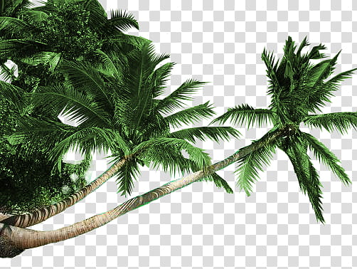 Summer, green coconut trees transparent background PNG clipart