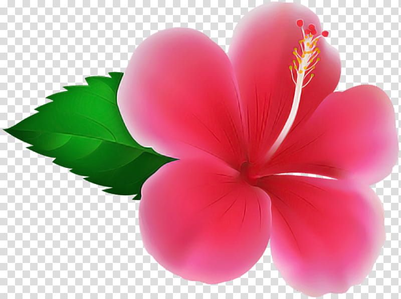 petal pink frangipani flower plant, Hibiscus, Impatiens transparent background PNG clipart