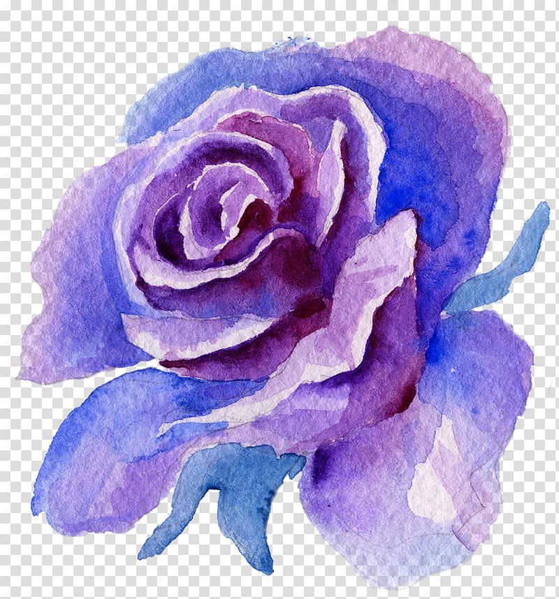 Blue rose, Flower, Watercolor Paint, Violet, Garden Roses, Purple, Rose Family, Hybrid Tea Rose transparent background PNG clipart