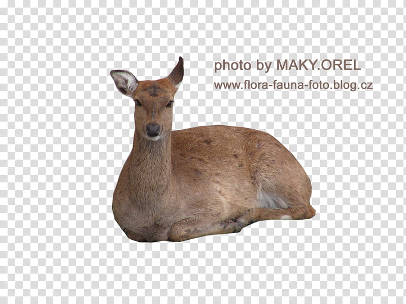 SET Deer female Doe, brown deer illustration transparent background PNG clipart