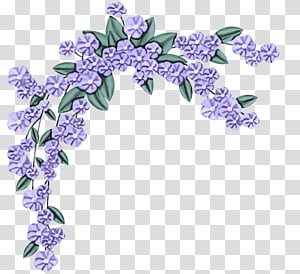 Lavender, Lilac, Violet, Purple, Flower, Plant, Flowering Plant, Dendrobium transparent background PNG clipart thumbnail