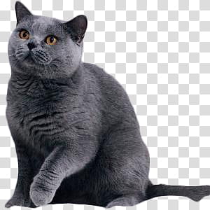 Cats Russian Blue Cat Transparent Background Png Clipart Hiclipart