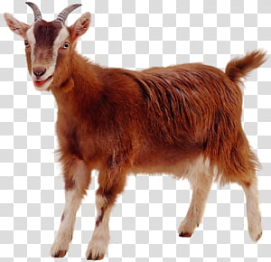 Goat, Boer Goat, Pygmy Goat, Oberhasli Goat, Sheep, Bovidae, Goats ...