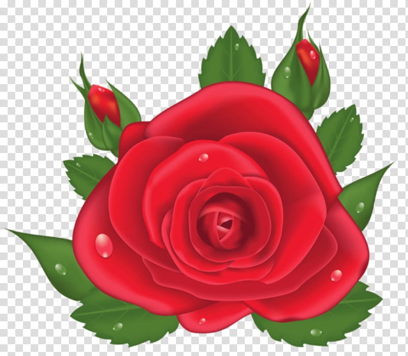 Garden Flowers, Garden Roses, French Rose, Red, Rose Family, Rose Order, Floribunda, Plant transparent background PNG clipart