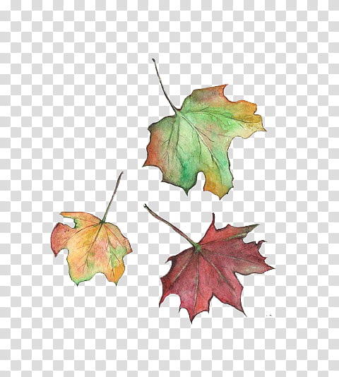 three withered leaves transparent background PNG clipart