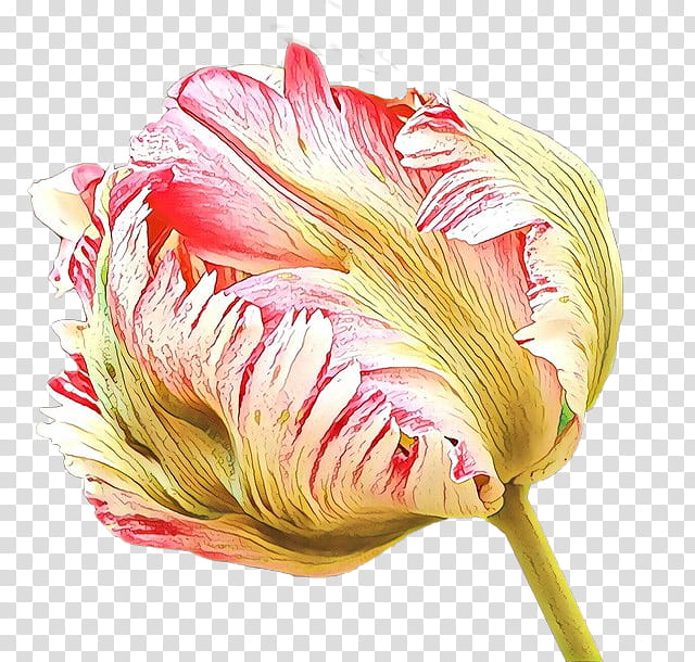 Pink Flower, Tulip, Cut Flowers, Petal, Plant, Protea, Feather, Protea Family transparent background PNG clipart