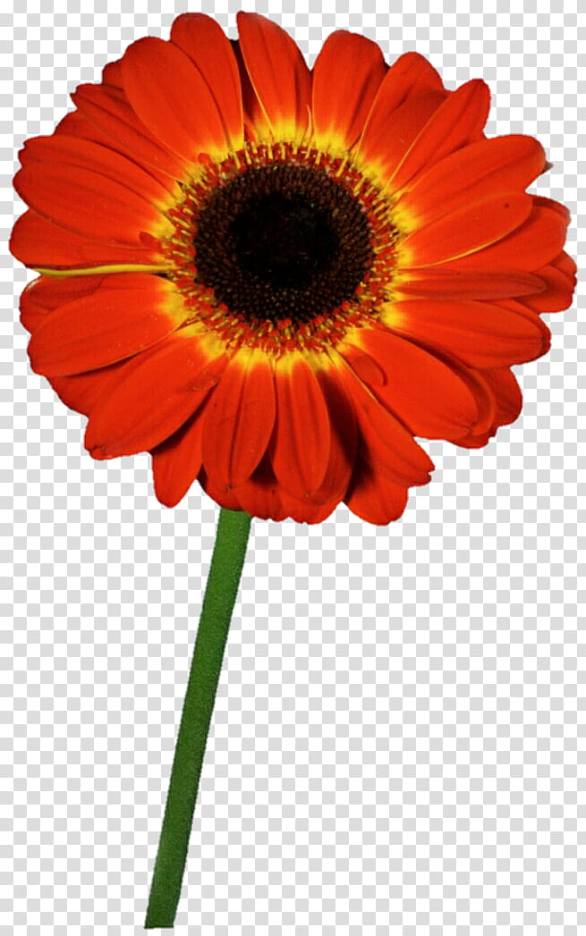 Retro Gerbera Daisy transparent background PNG clipart