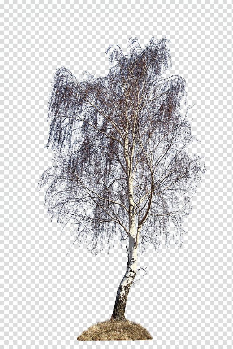 IMG  Baum scal transparent background PNG clipart