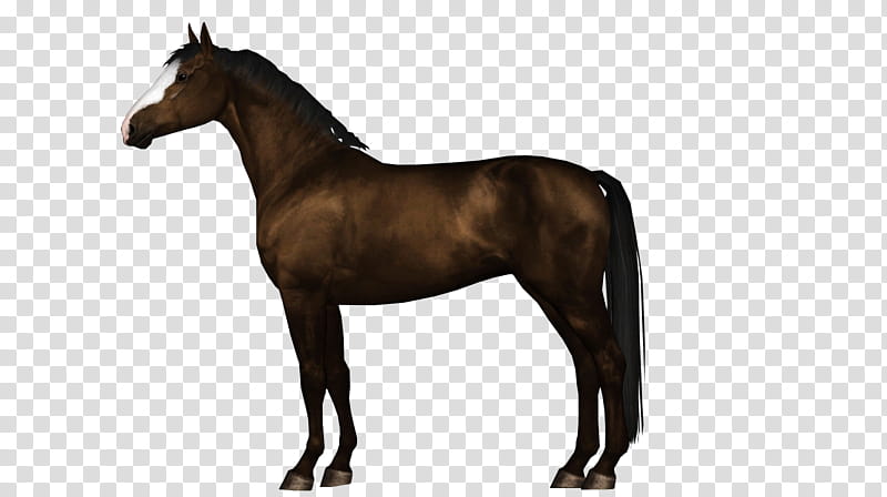 Horse, Stallion, Hanoverian Horse, Mustang, Pony, Foal, Colt, Drawing transparent background PNG clipart