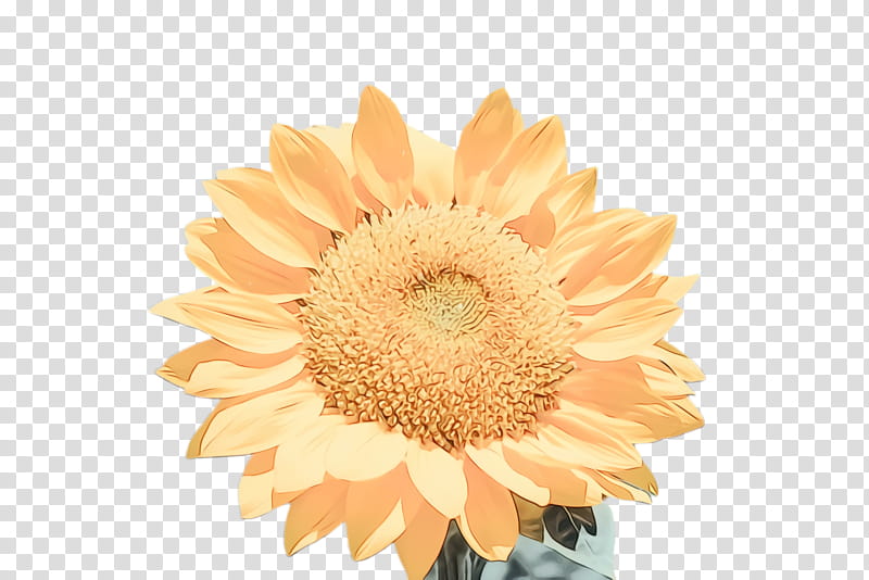 Flowers, Sunflower, Flora, Bloom, Desktop , Mobile Phones, , Petal transparent background PNG clipart