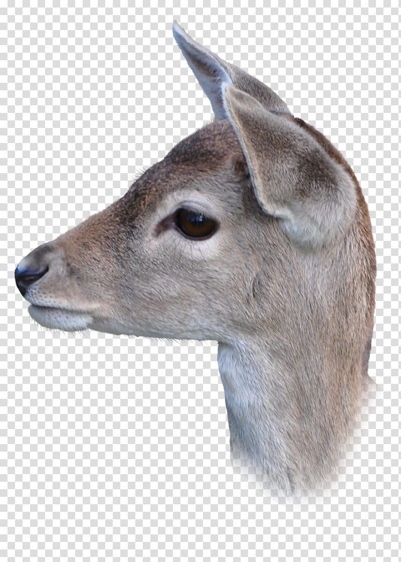 Deers , head of dear illustration transparent background PNG clipart