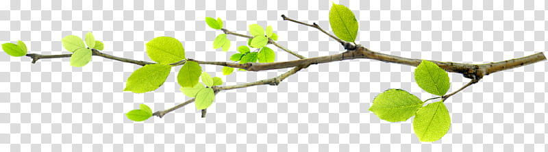 Twig, Leaf, Gratis, Bud, Budding, Shoot, Plant Stem, Holiday Home transparent background PNG clipart