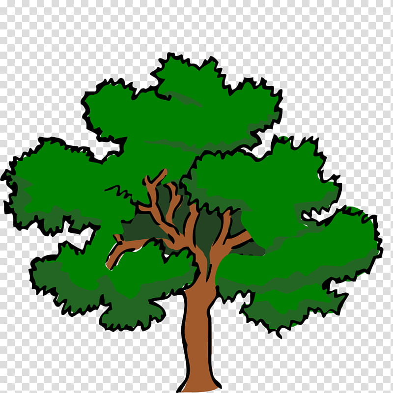 Oak Tree Leaf, Southern Live Oak, Swamp Spanish Oak, English Oak, Branch, Woody Plant, Green, Flora transparent background PNG clipart