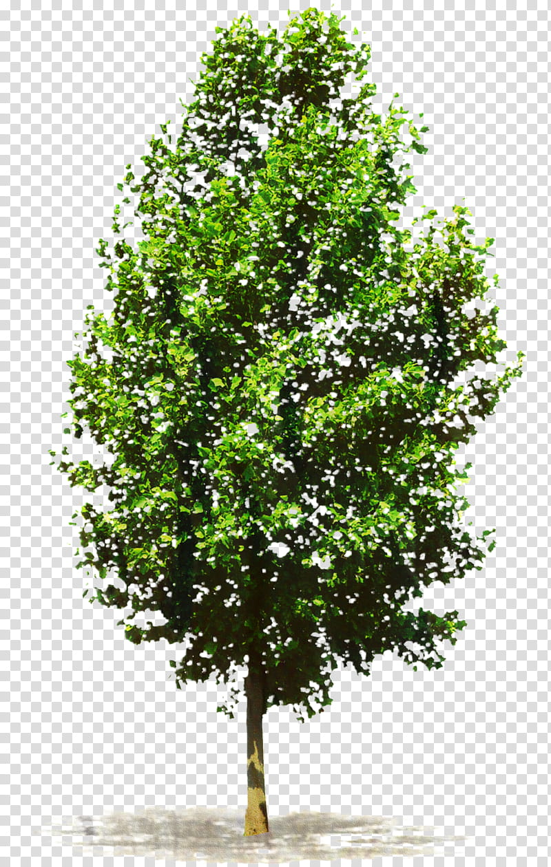 Green Leaf, Brno, Tree, News, Branch, 2018, Wykoppl, Plant transparent background PNG clipart