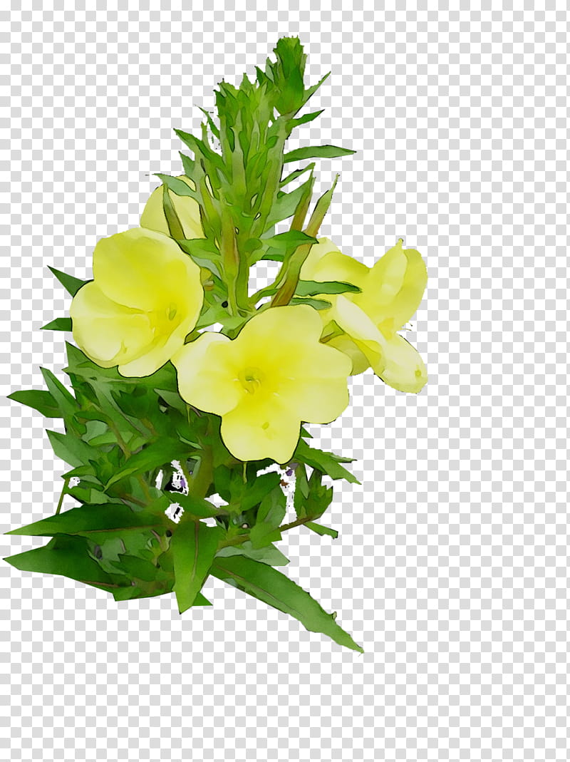 Flowers, Largeflowered Eveningprimrose, Floral Design, Cut Flowers, Eveningprimroses, Plant, Yellow, Petal transparent background PNG clipart
