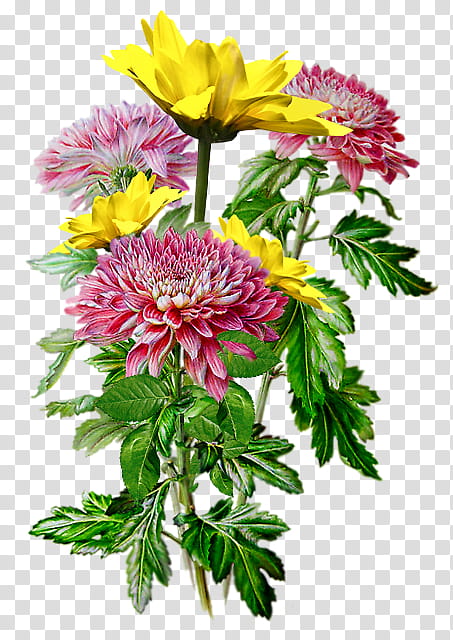 Bouquet Of Flowers Drawing, Watercolor Painting, Floral Design, Botanical Prints, Chrysanthemum, Plant, Cut Flowers, Petal transparent background PNG clipart