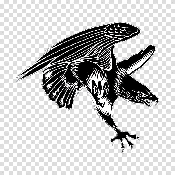 Eagle Bird, Royaltyfree, , Hawk, Drawing, I, Footage, Falcon transparent background PNG clipart