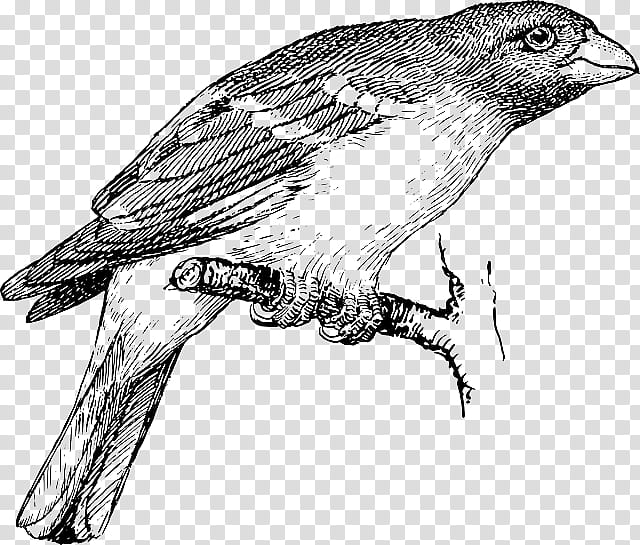 Bird Line Drawing, Line Art, Sparrow, Silhouette, Cartoon, Beak, Finch, Woodpecker Finch transparent background PNG clipart
