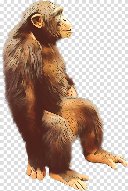 Golden, Cartoon, Great Apes, Monkey, Fur, Snout, Animal, New World Monkey transparent background PNG clipart