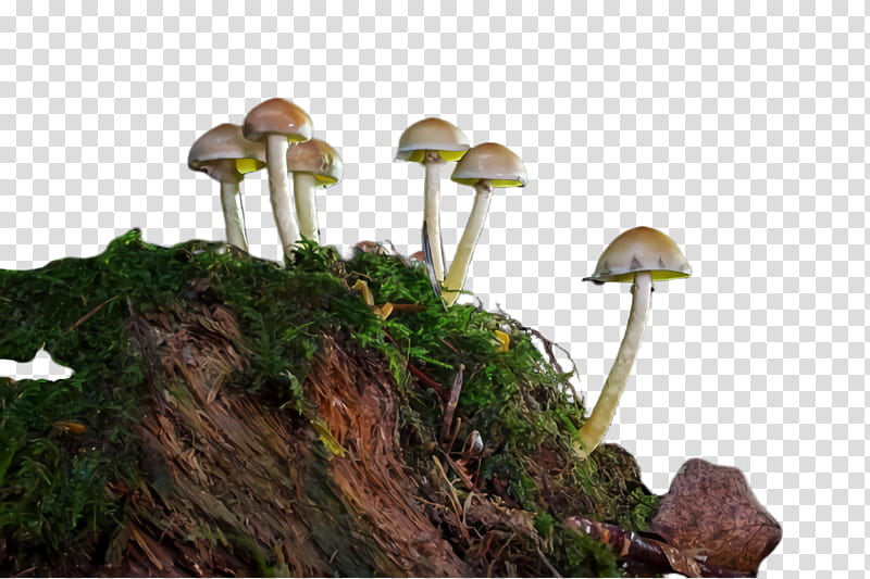 mushroom natural landscape plant fungus tree, Edible Mushroom, Agaricaceae, Terrestrial Plant, Moss, Nonvascular Land Plant transparent background PNG clipart